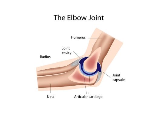 elbow muscle anatomy