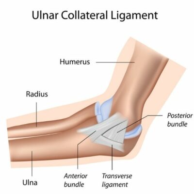 Ulnar Collateral Ligament (UCL)