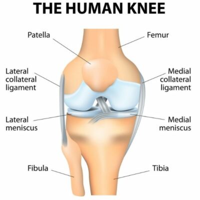 Anatomy of the Knee