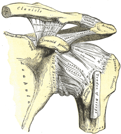  Osteolysis of the Acromioclavicular Joint
